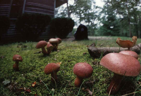 Shrooms